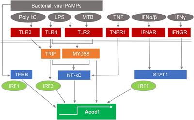 Control of immune cell signaling by the immuno-metabolite itaconate